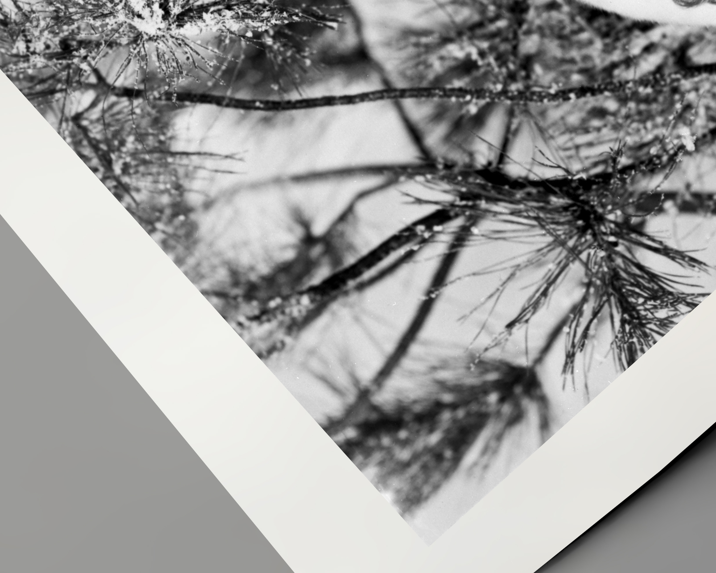 Johnny Cash joue de l'harmonica