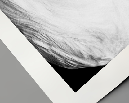 Johnny Cash spielt Mundharmonika