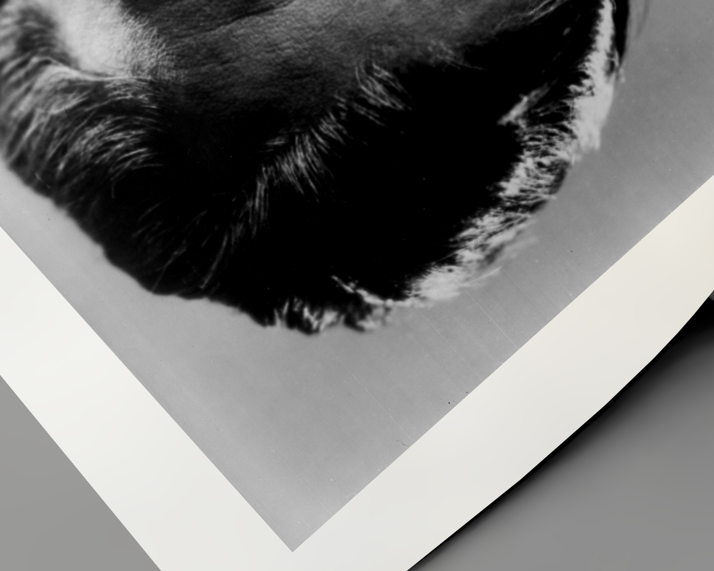 Johnny Cash spielt Mundharmonika