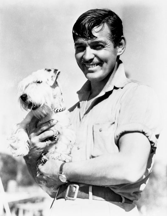 Clark Gable With a Sealyham Terrier