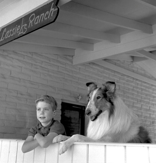 Jon Provost And Lassie